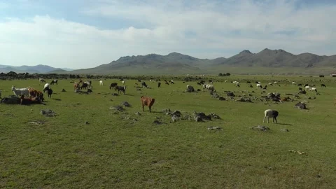 A herd of sheep and goats graze in valley against backdrop of mountains. Stock Footage 165692103