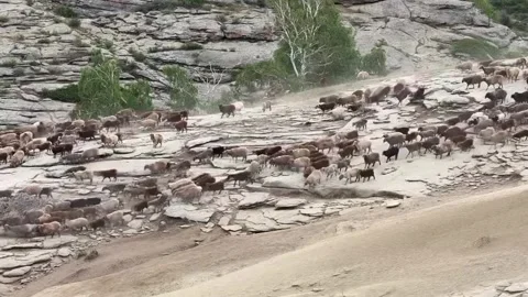 Herd of Sheep and Goats Undertaking Annual Migration in Rocky Xinjiang, China Stock Footage 337857064