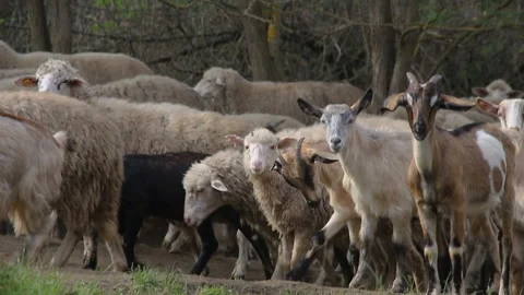 A herd of sheep and goats walks along a forest path Vídeos de archivo 142000656