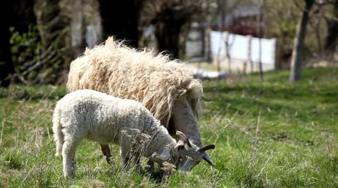 Herd Of Sheep and Lamb Grazing In A Field, A small Group eating grass, Spring 動画素材 4861039