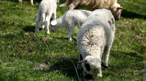 Herd Of Sheep and Lamb Grazing In A Field, A small Group eating grass, Spring 動画素材 4861049