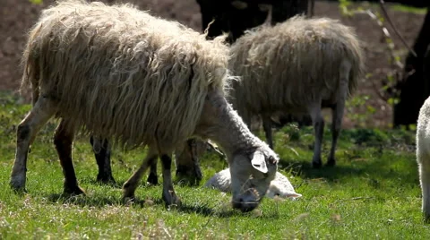 Herd Of Sheep and Lamb Grazing In A Field, A small Group eating grass, Spring Stock Footage 4864658