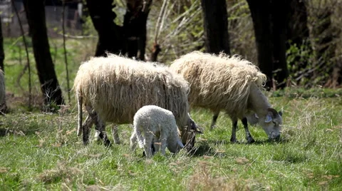Herd Of Sheep and Lamb Grazing In A Field, A small Group eating grass, Spring Stockbeeldmateriaal 4872832