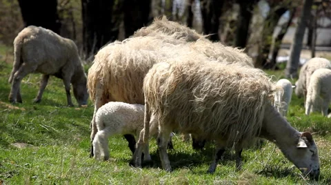 Herd Of Sheep and Lamb Grazing In A Field, A small Group eating grass, Spring Video stock 4873062