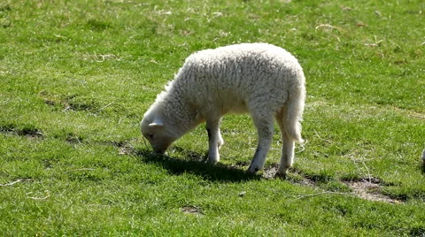 Herd Of Sheep and Lamb Grazing In A Field, A small Group eating grass, Spring 스톡 동영상 4873731