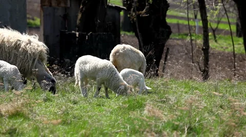 Herd Of Sheep and Lamb Grazing In A Field, A small Group eating grass, Spring 動画素材 4875308