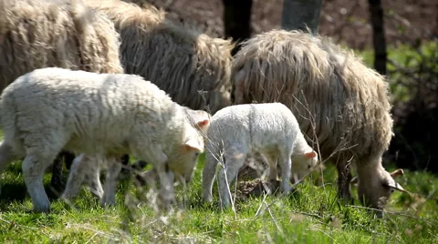 Herd Of Sheep and Lamb Grazing In A Field, A small Group eating grass, Spring 動画素材 4876163
