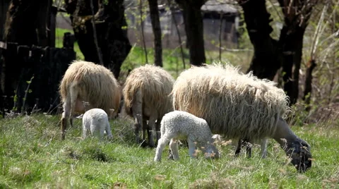 Herd Of Sheep and Lamb Grazing In A Field, A small Group eating grass, Spring Video stock 4879726