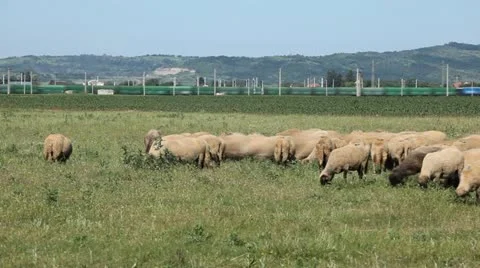 Herd Of Sheep and Lamb Grazing In A Field, A small Group eating grass time lapse Stock Footage 12615899