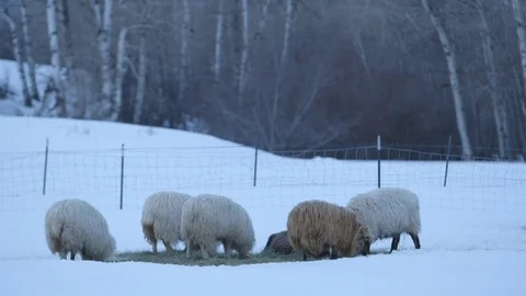 Herd of sheep and lamb grazing in the snowy field Stock Footage 83864228