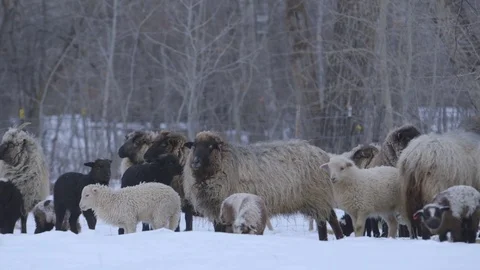 Herd of sheep and lamb grazing in the snowy field Stock Footage 83864280
