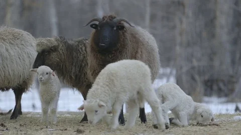 Herd of sheep and lamb grazing in the snowy field Stock Footage 83864495