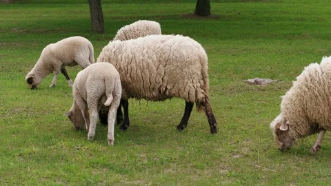 Herd of sheep and lamb grazing on green pasture at spring Stock Footage 108716876