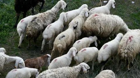 Herd of sheep and lamb in motion,a herd of grazing sheep and lambs 動画素材 106689112