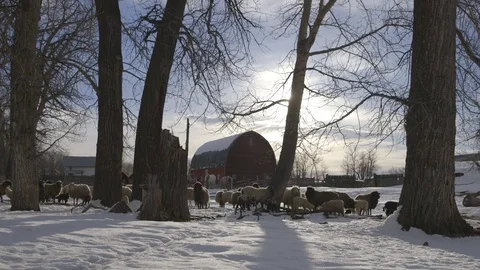 Herd of sheep and lamb standing on the snow covered landscape Stock Footage 83864794