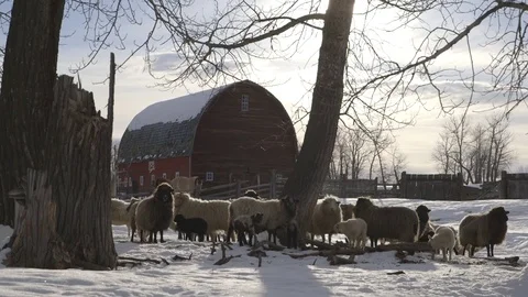 Herd of sheep and lamb standing on the snow covered landscape Vídeos de archivo 83864798
