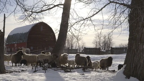 Herd of sheep and lamb standing on the snow covered landscape Stock Footage 83864800