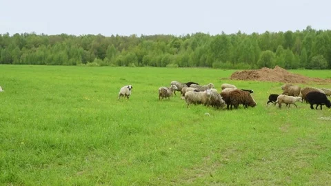 A herd of sheep and rams graze on a green meadow. Stock Footage 156237421