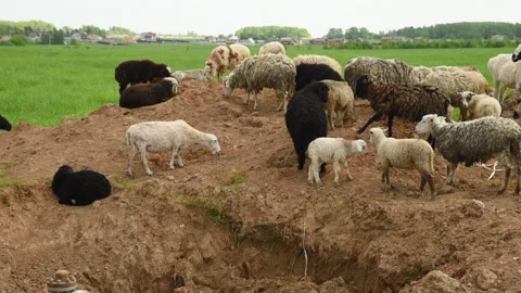 A herd of sheep and rams graze on a green meadow. Stock Footage 156238071