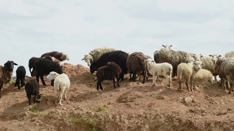 A herd of sheep and rams graze on a green meadow. Stock Footage 156238254