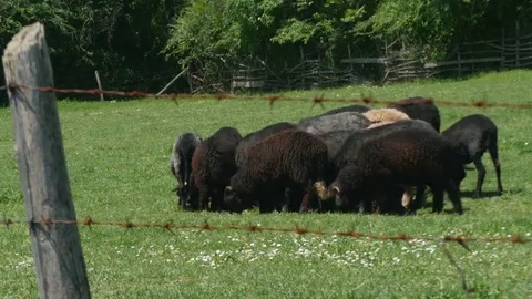 Herd of sheep and rams on the pasture, barbed fence blurred by Pakito. Stock Footage 69184872
