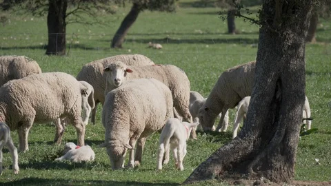 Herd of sheep and small lambs grazing in the pasture of Los Pedroches. Stock Footage 127720668
