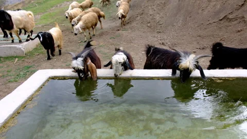 A herd of sheep are grazing in a field Stock Footage 292023398