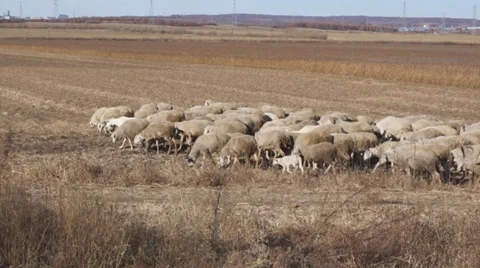 Herd of sheep in the autumn field Stock Footage 31994201