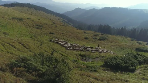 A herd of sheep on the background of the mountains Stock Footage 97737403