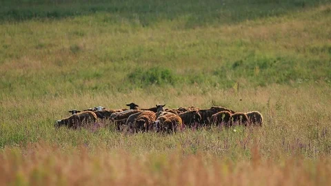 Herd of sheep on beautiful mountain meadow Stock Footage 110896203