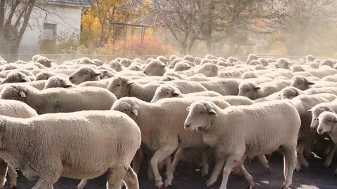 Herd of sheep being trailed through a small rural town residential Stock-Footage 81800933