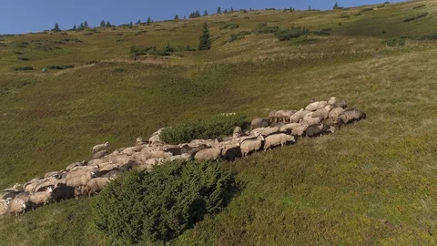 A herd of sheep is caught in the mountains Stock Footage 97738683