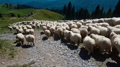 Herd of sheep climbing down a mountain Video stock 80332486