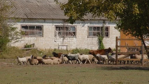 Herd of sheep come out of paddock, near which there are also cows Stock Footage 124315679