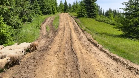 A herd of sheep comes out of the forest onto a mountain road. Scenic scene of a Stock Footage 245837579