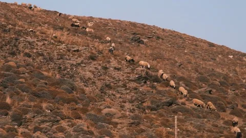 Herd of sheep coming down a hill in slow motion. Stock Footage 151057386