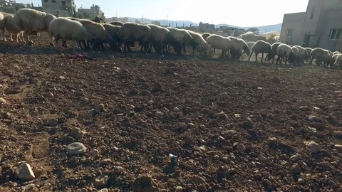 A herd of sheep, in the courtyard. Stock-Footage 77109474