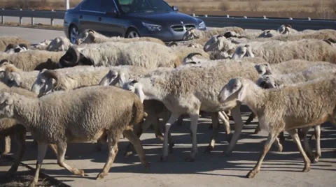 Herd of sheep crossing highway Stock Footage 31994218