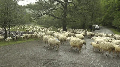 Herd of sheep crossing the road Stock-Footage 72504500