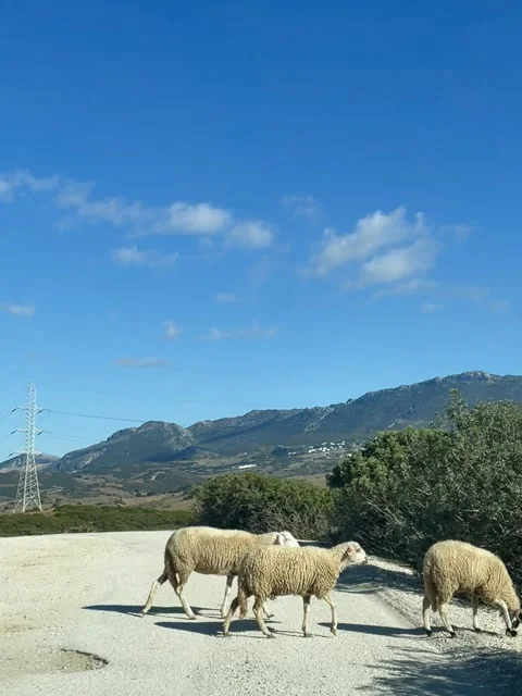 A herd of sheep crossing a road in front of a beautiful natural landscape Stock Footage 325767768