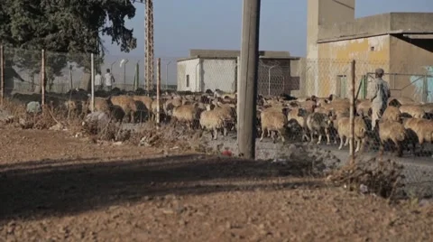 A Herd Of Sheep Crossing The Road In The Middle East Stock Footage 50065193