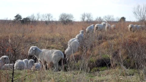 Herd of Sheep Crossing Water 動画素材 273621998