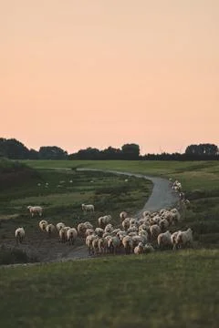 Herd of sheep on dike Stock Photos