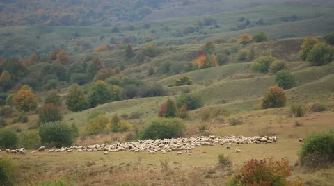 A herd of sheep in the distance Video stock 52846986