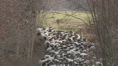 Herd of sheep driving through a forest by a dog Stock-Footage 195543118