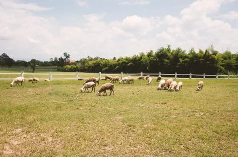 Herd of sheep on a farm  fields Stock Photos