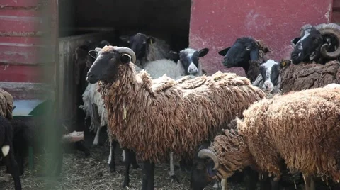 Herd of sheep on a farm Stock Footage 67514523
