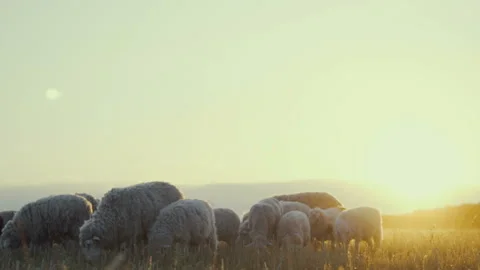 Herd of sheep on a farm in the sunset. Stock Footage 91233799