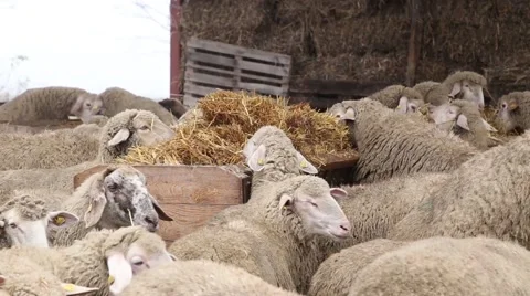 Herd of sheep feed in the barn 스톡 동영상 60257958