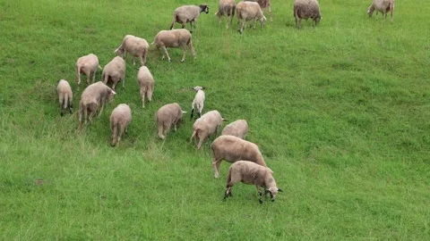 Herd of sheep in a field in autumn at sunset Stock Footage 323333571